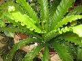 Victoria Birdnest Fern / Asplenium nidus 